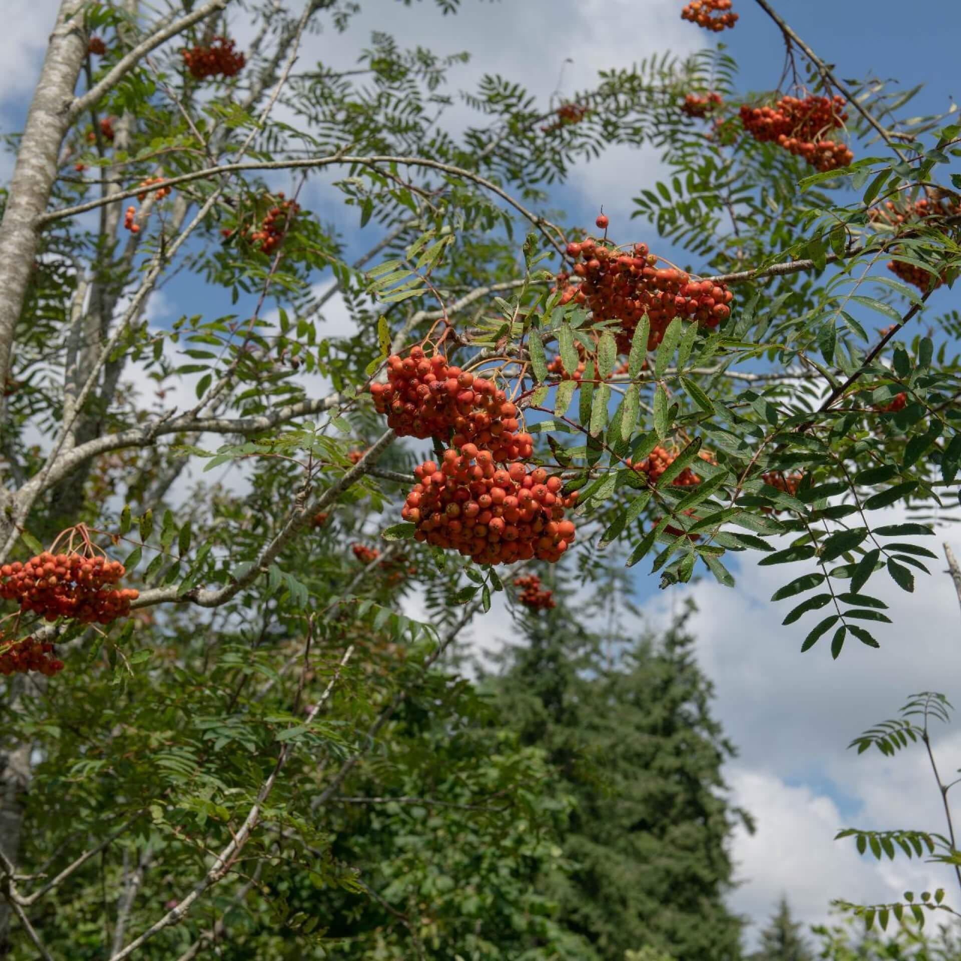 Essbare Vogelbeere (Sorbus aucuparia 'Edulis')