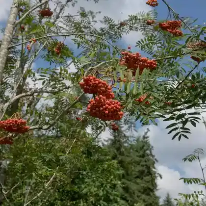 Foto von Essbare Vogelbeere (Sorbus aucuparia 'Edulis')