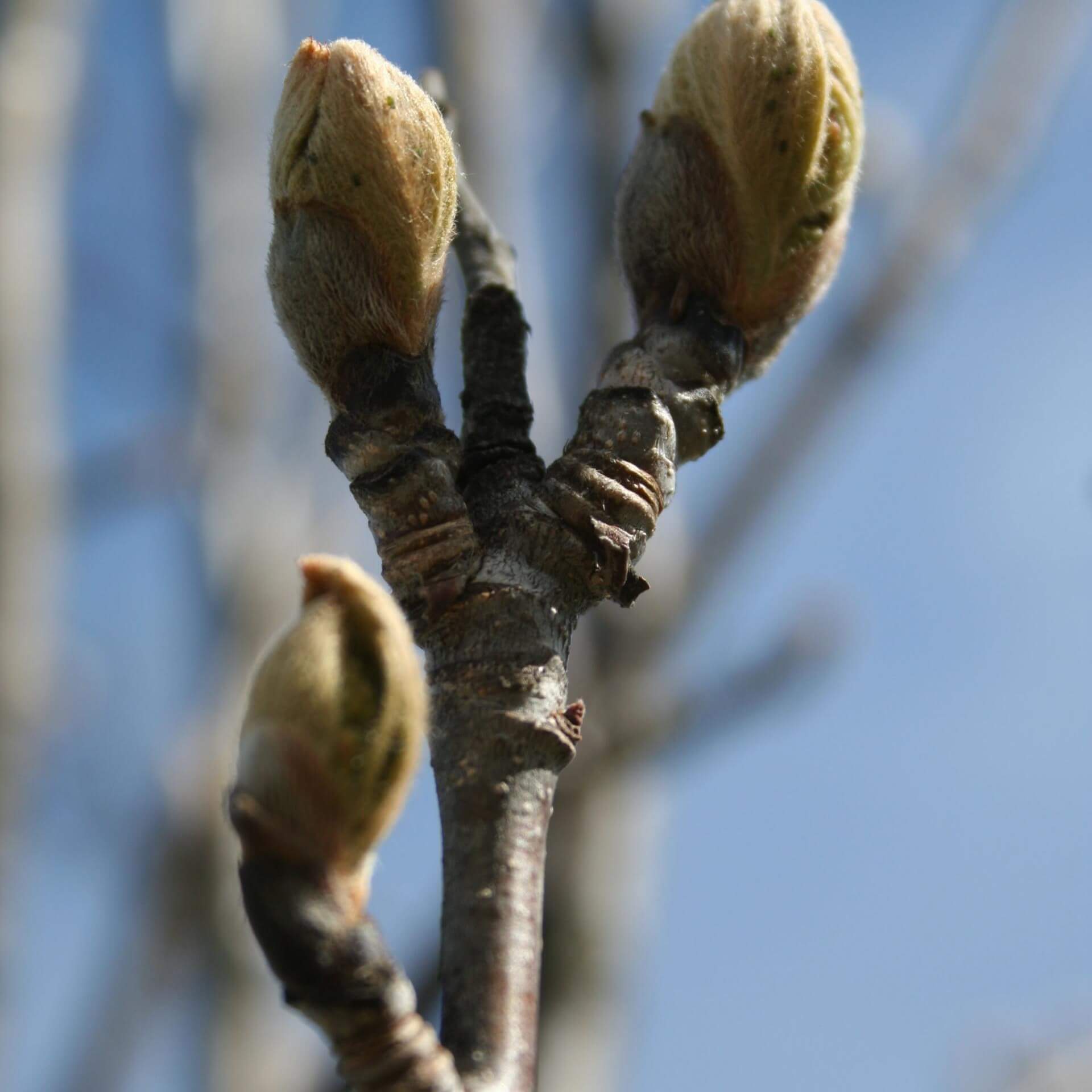 Säuleneberesche (Sorbus aucuparia 'Fastigiata')