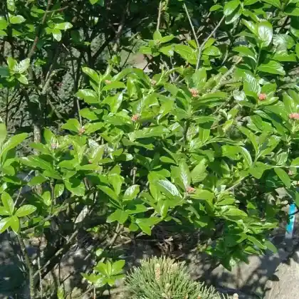 Foto von Zwerg-Mehlbeere (Sorbus chamaemespilus)