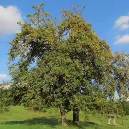 Foto von Speierling (Sorbus domestica)