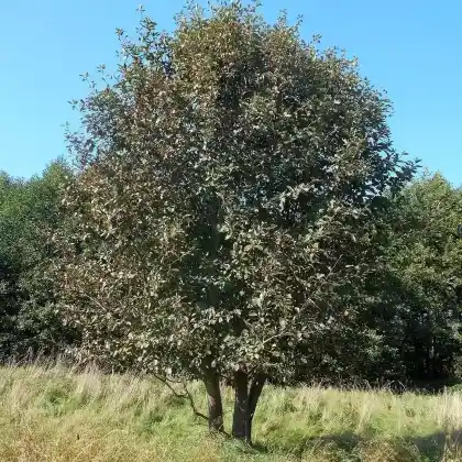 Foto von Schwedische Mehlbeere (Sorbus intermedia)