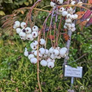 Weißfrüchtige Eberesche (Sorbus koehneana)