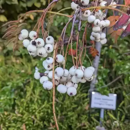 Foto von Weißfrüchtige Eberesche (Sorbus koehneana)