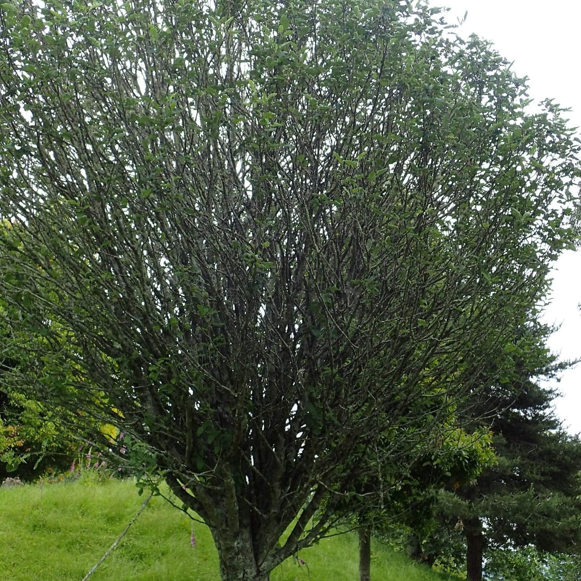 Thüringische Mehlbeere (Sorbus thuringiaca 'Fastigiata')