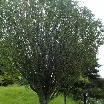 Foto von Thüringische Mehlbeere (Sorbus thuringiaca 'Fastigiata')