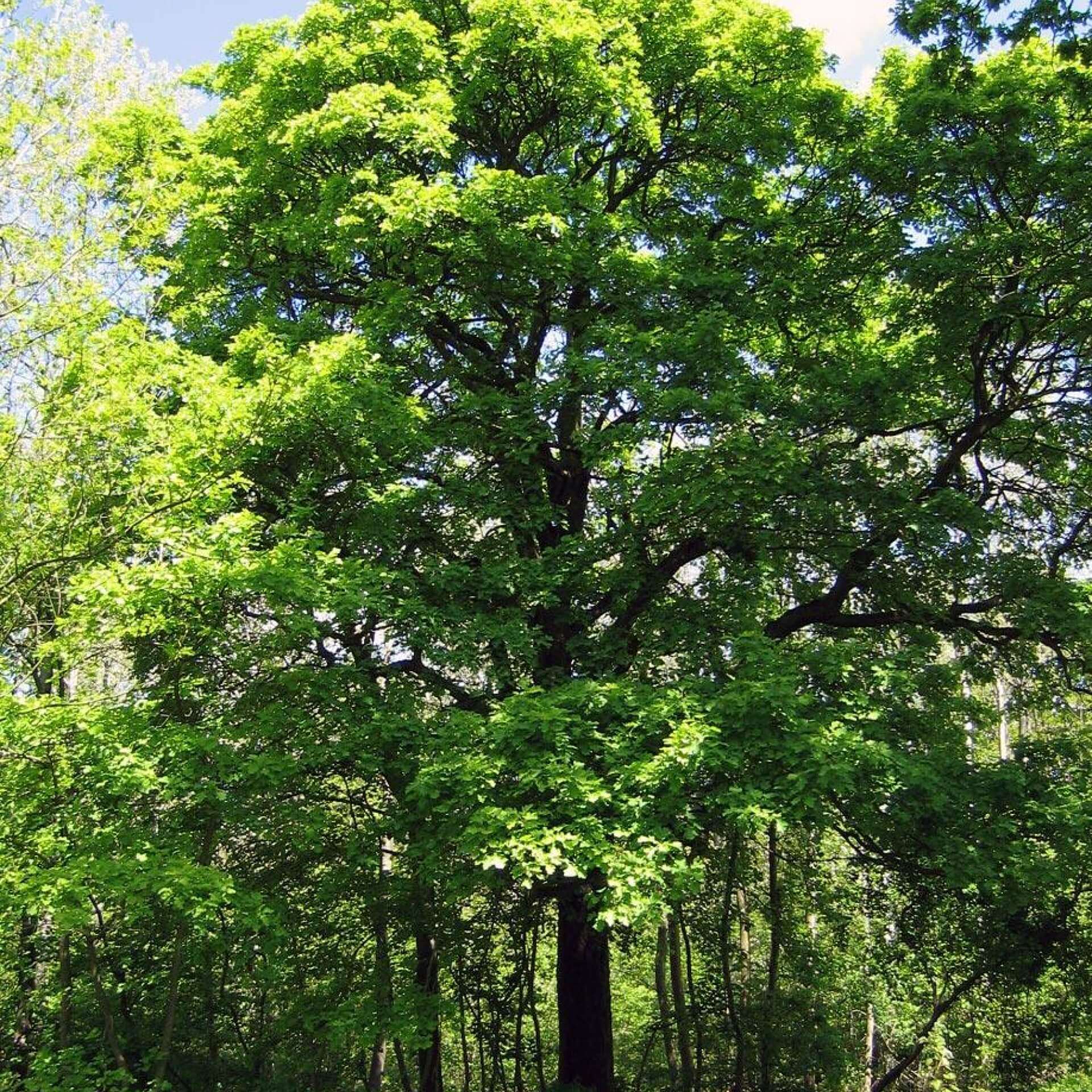 Elsbeere (Sorbus torminalis)