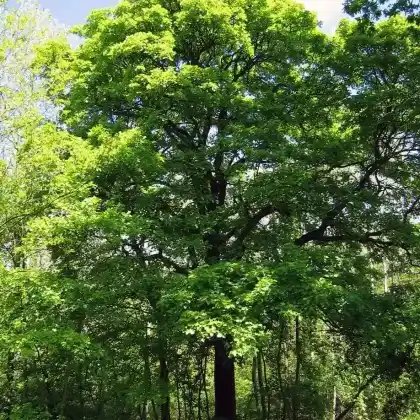Foto von Elsbeere (Sorbus torminalis)
