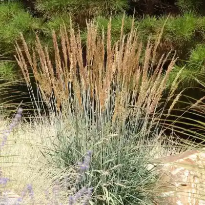 Foto von Goldbartgras (Sorghastrum nutans)