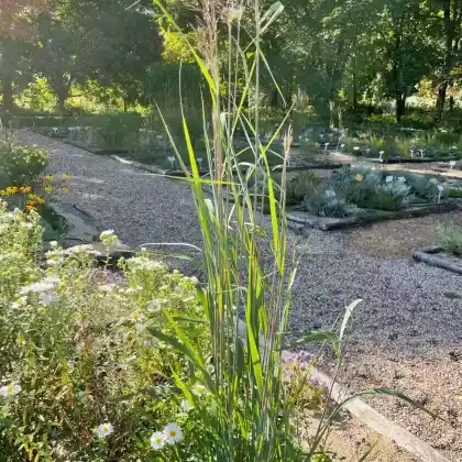Foto von Goldbartgras 'Sioux Blue' (Sorghastrum nutans 'Sioux Blue')