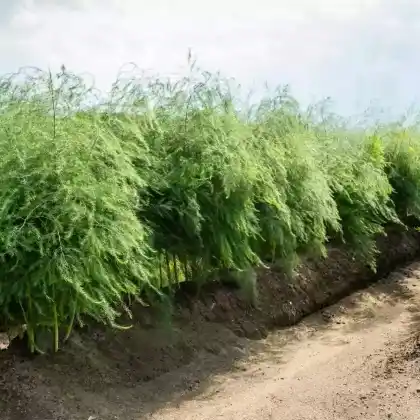Foto von Spargel (Asparagus officinalis)
