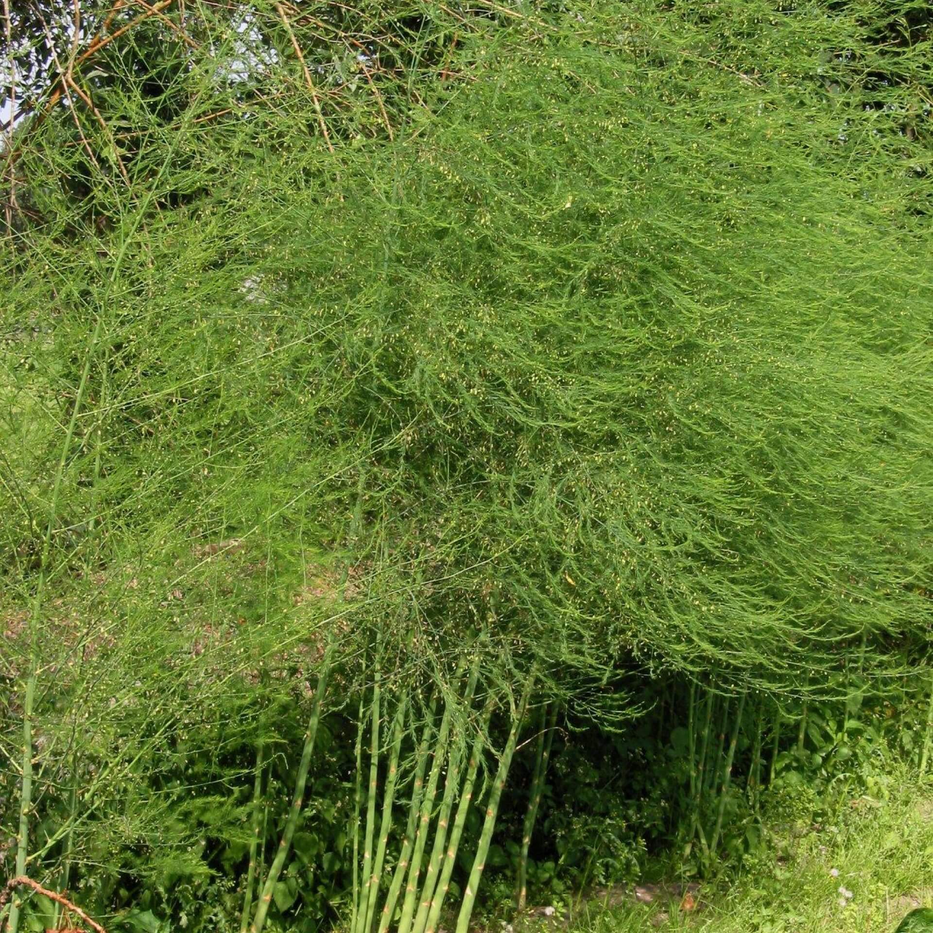 Spargel (Asparagus officinalis)