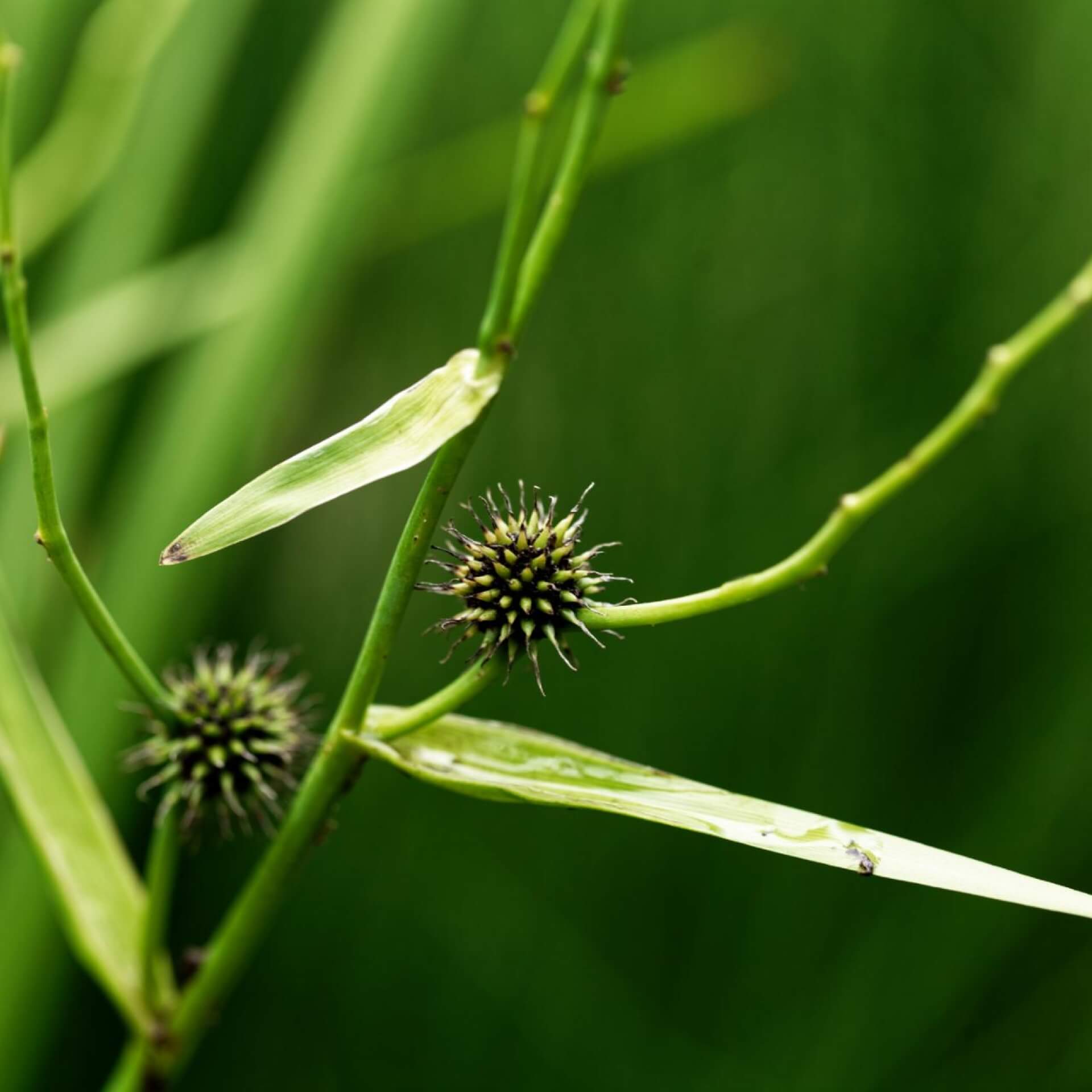 Ästiger Igelkolben (Sparganium erectum)