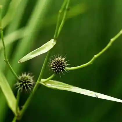 Foto von Ästiger Igelkolben (Sparganium erectum)