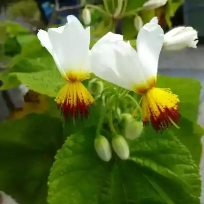 Foto von Zimmerlinde (Sparmannia africana)