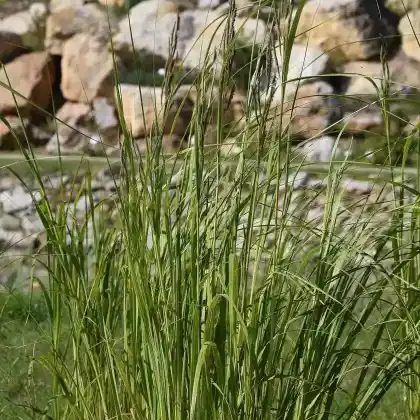 Foto von Goldbandgras 'Aureomarginata' (Spartina pectinata 'Aureomarginata')
