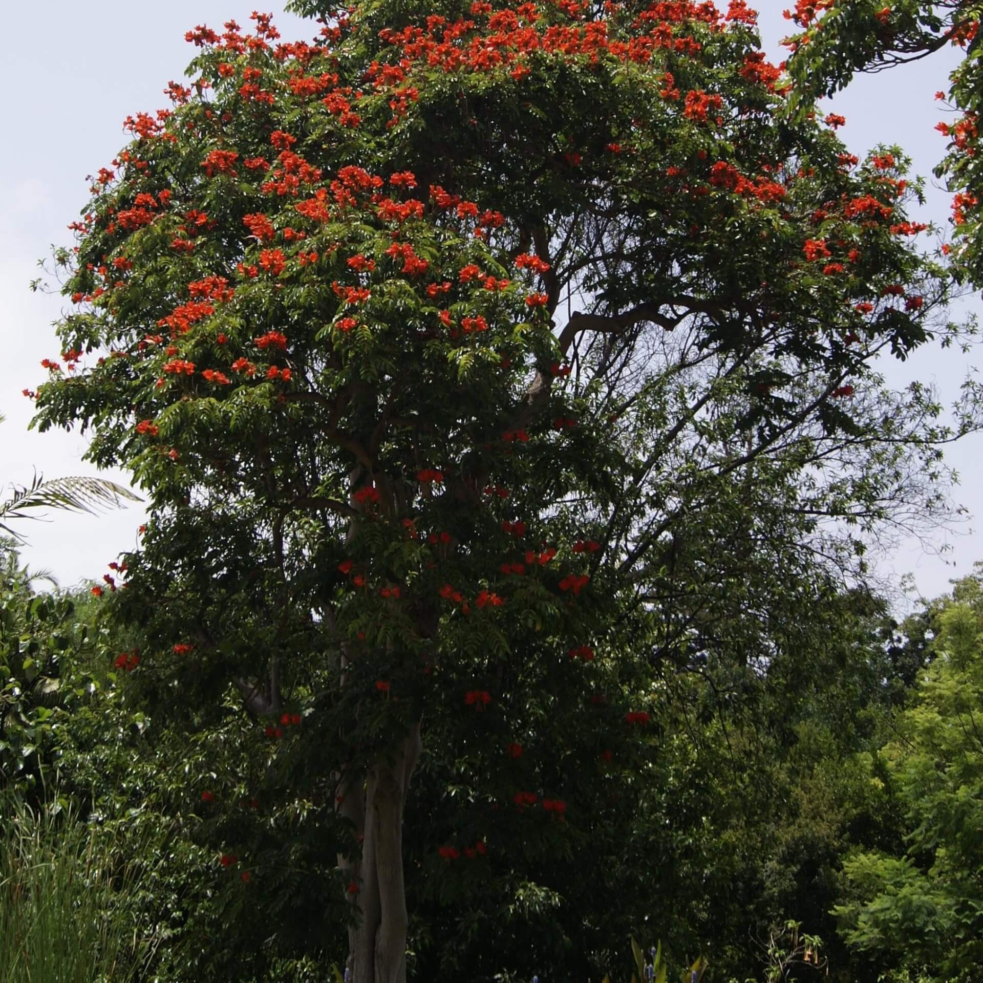 Afrikanischer Tulpenbaum (Spathodea campanulata)