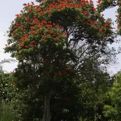 Foto von Afrikanischer Tulpenbaum (Spathodea campanulata)