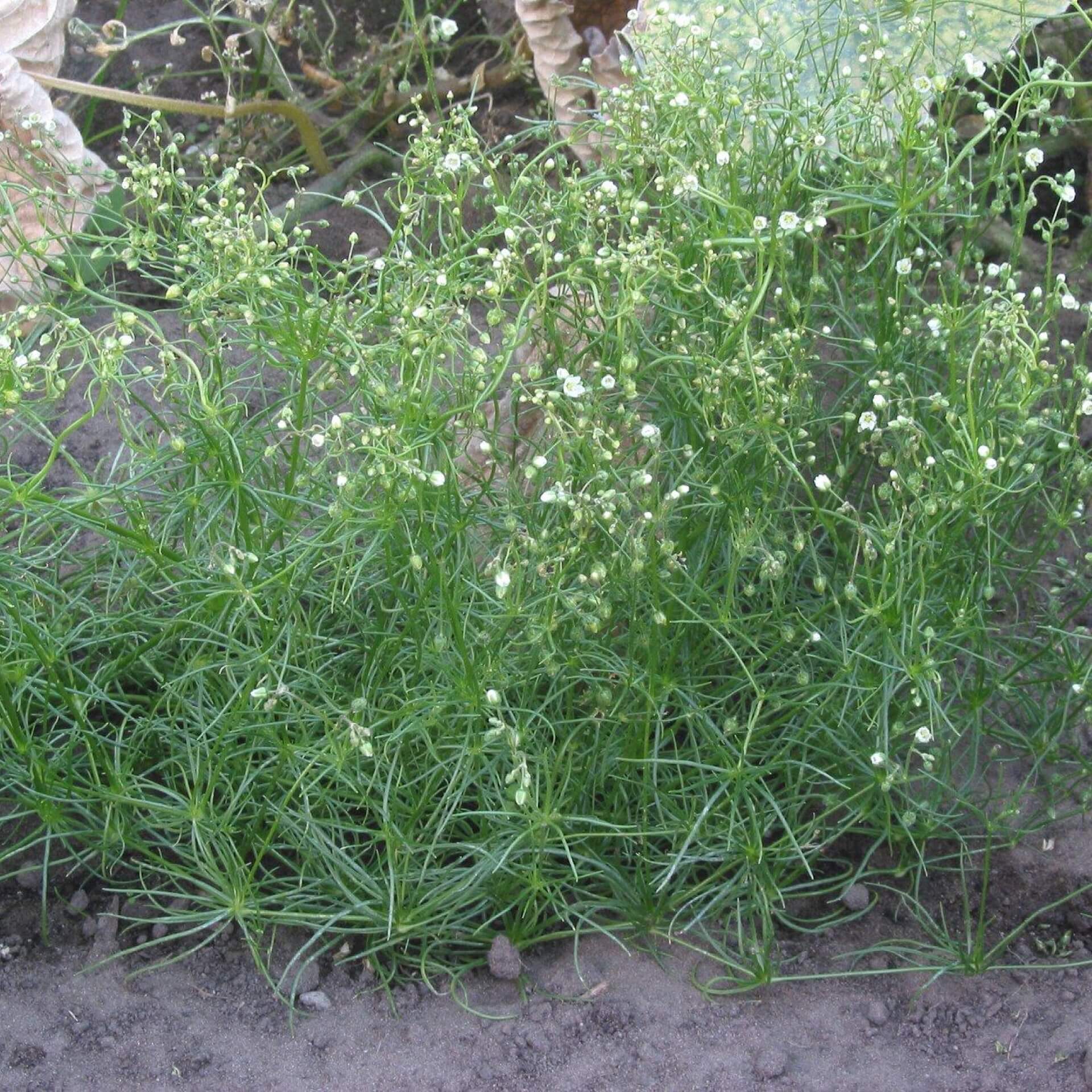 Acker-Spergel (Spergula arvensis)