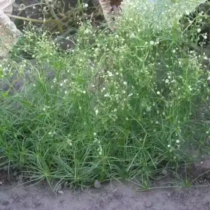 Foto von Acker-Spergel (Spergula arvensis)