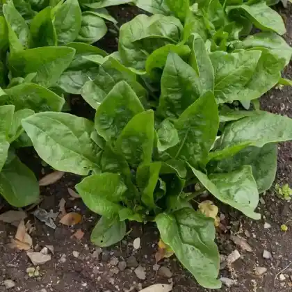 Foto von Spinat (Spinacia oleracea)