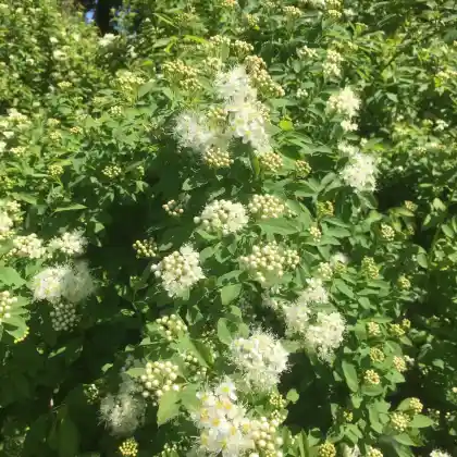 Foto von Gamander-Spierstrauch (Spiraea chamaedryfolia)