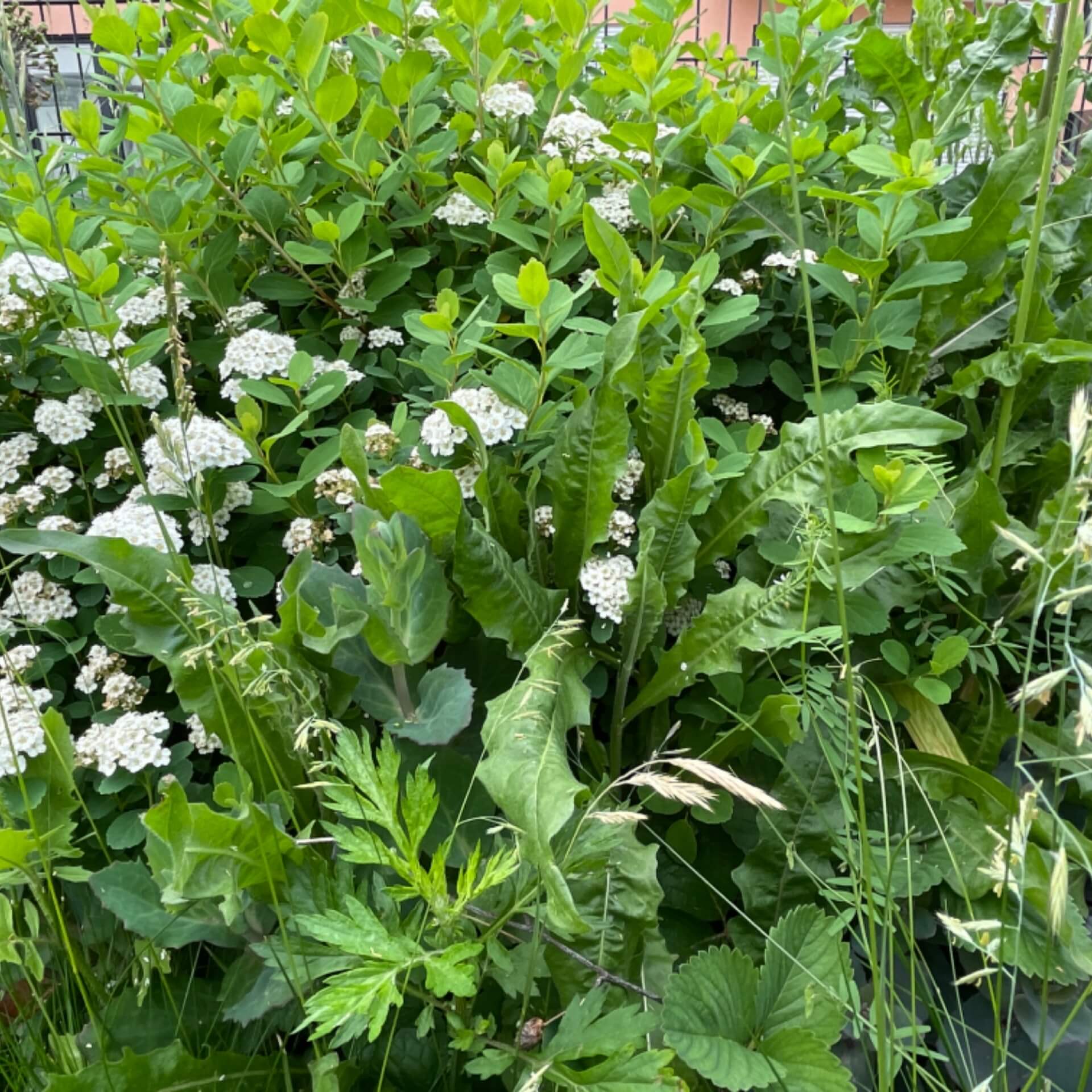 Gamander-Spierstrauch (Spiraea chamaedryfolia)