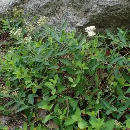 Foto von Zwergspiere (Spiraea decumbens)