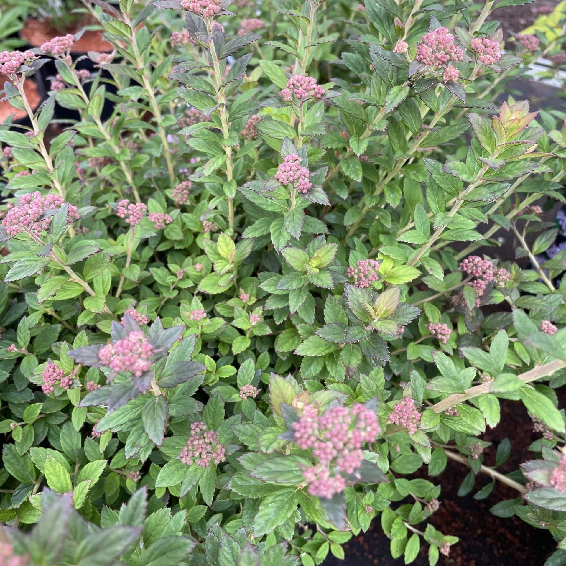 Japanischer Spierstrauch (Spiraea japonica)