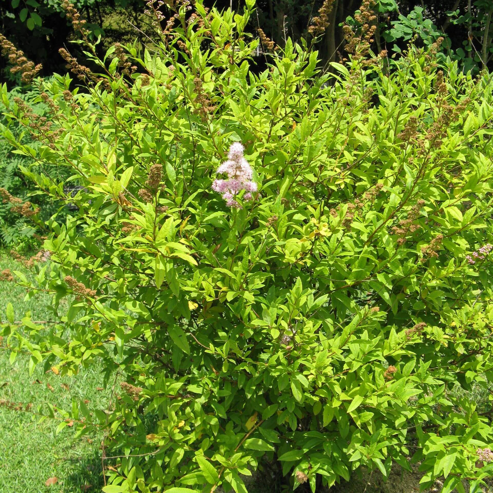 Weidenblättrige Spiere (Spiraea salicifolia)
