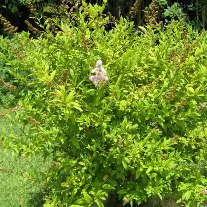 Foto von Weidenblättrige Spiere (Spiraea salicifolia)