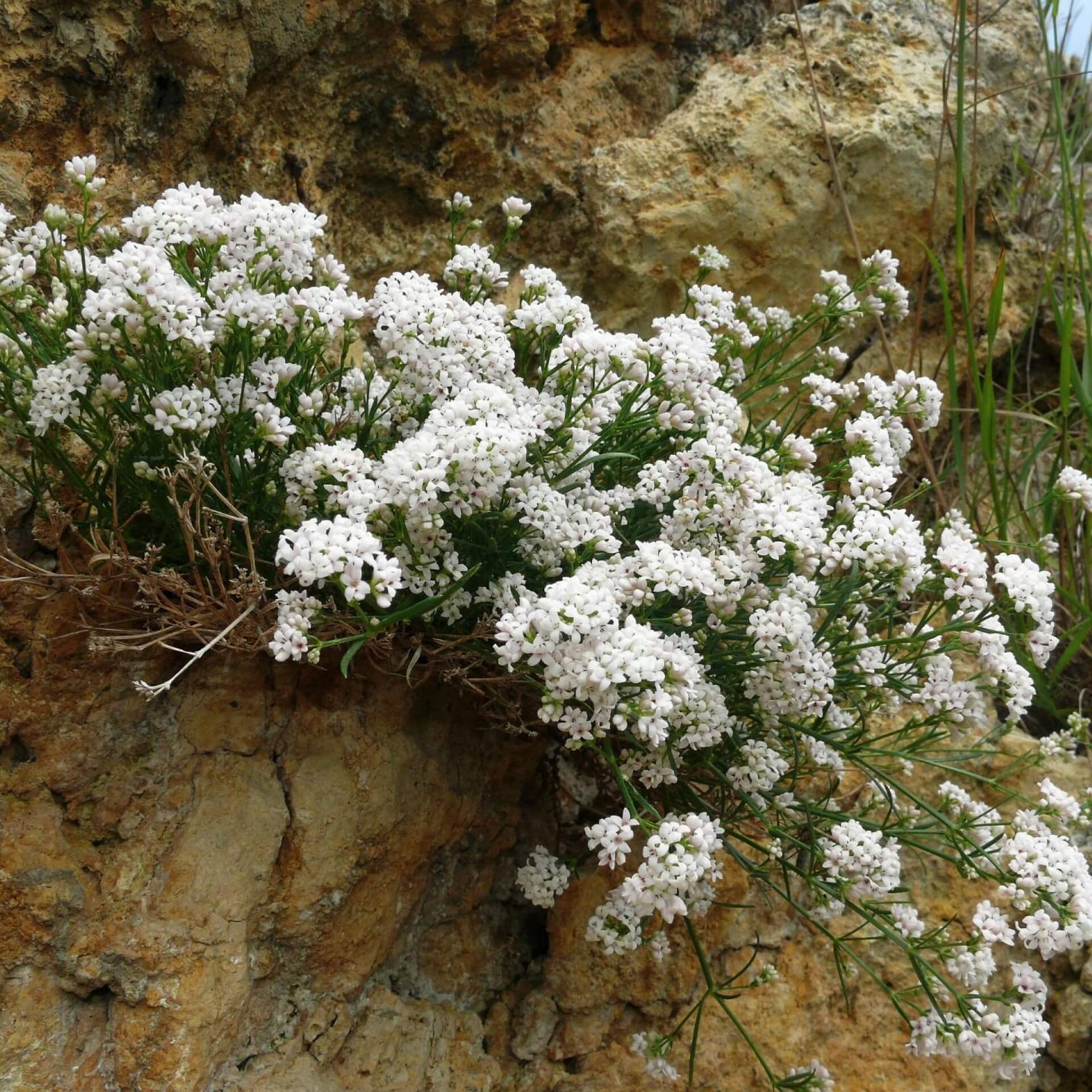 Hügel-Meier (Asperula cynanchica)