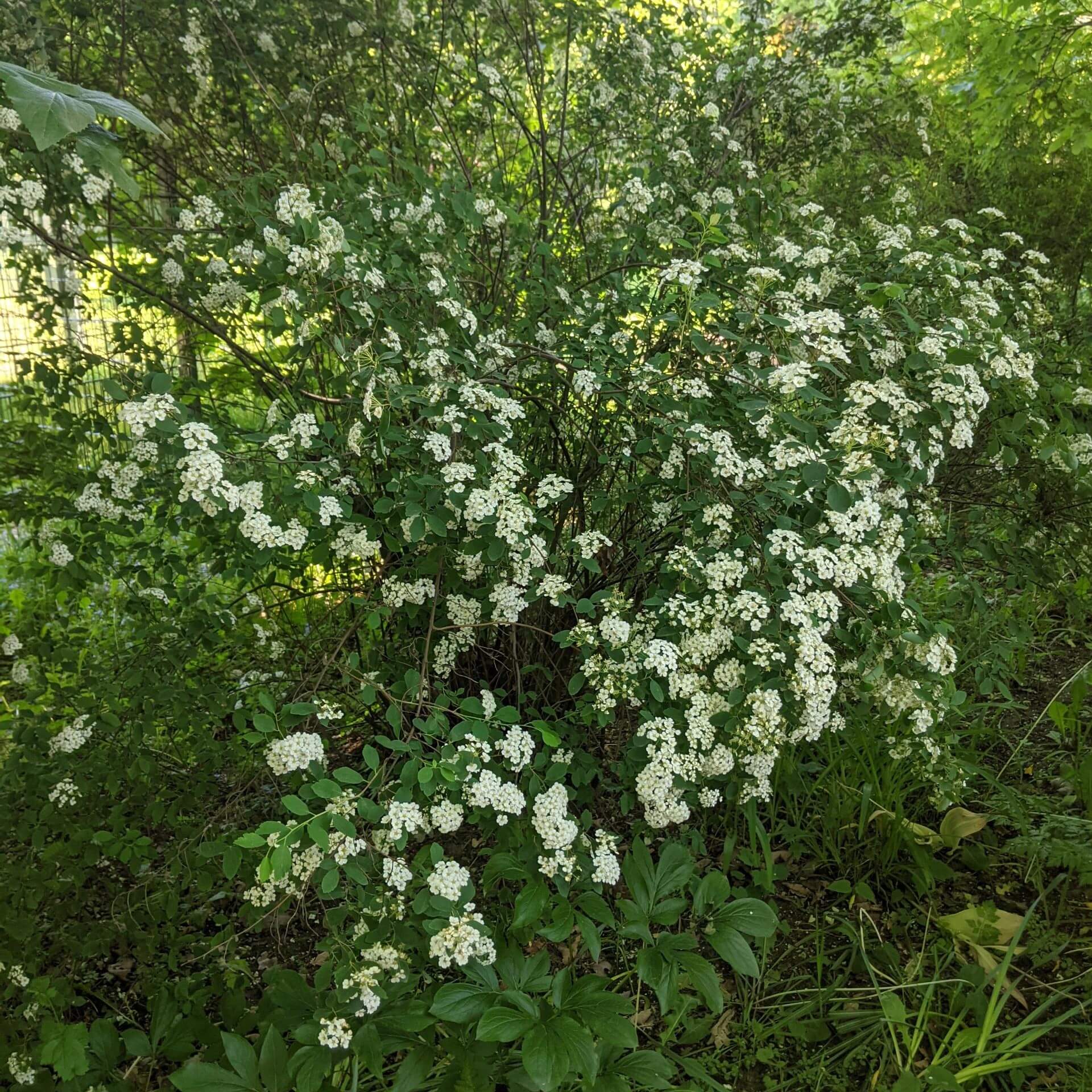 Prachtspiere (Spiraea vanhouttei)