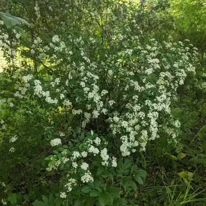 Foto von Prachtspiere (Spiraea vanhouttei)