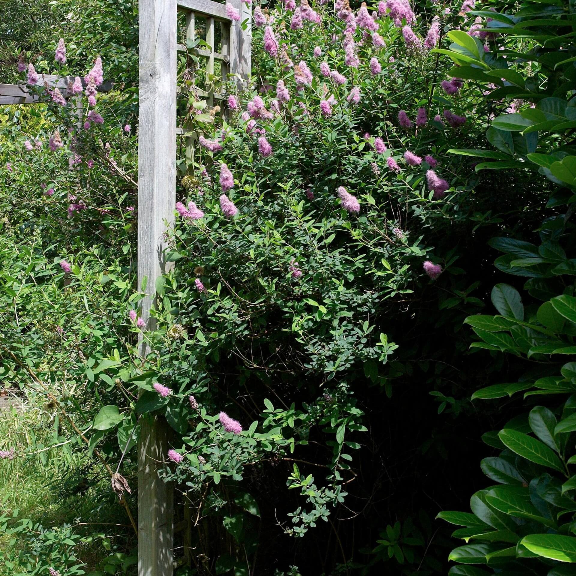 Billards Spierstrauch (Spiraea x billardii)