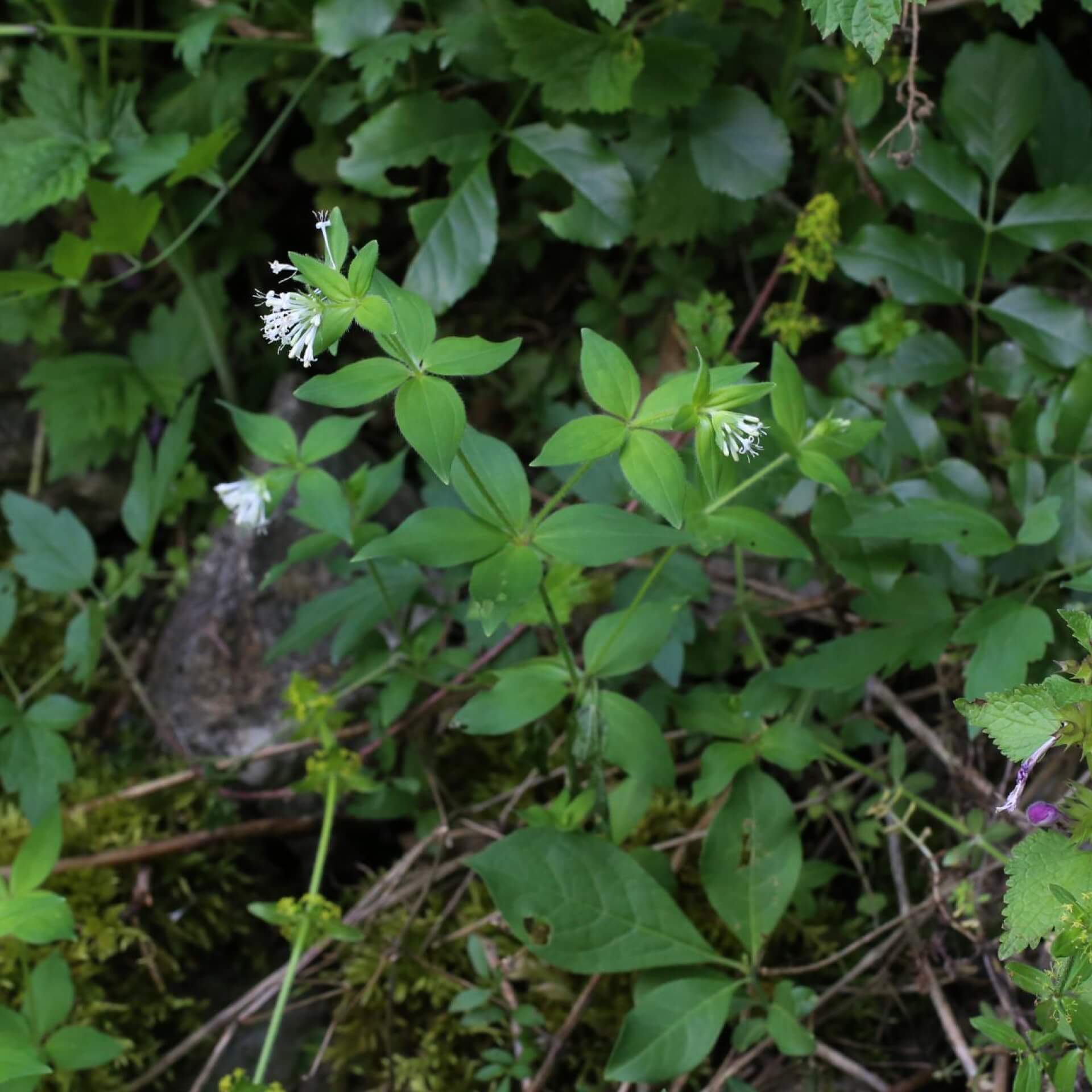 Turiner Meier (Asperula taurina)