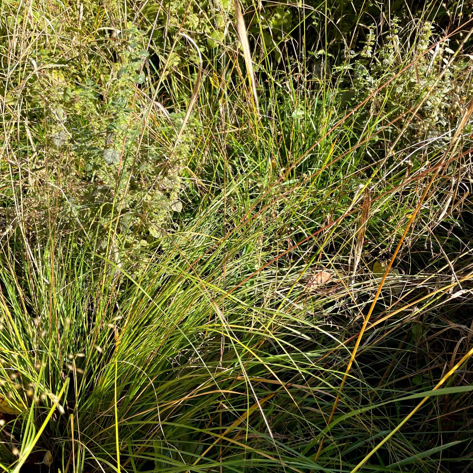 Tautropfengras 'Wisconsin Strain' (Sporobolus heterolepis 'Wisconsin Strain')
