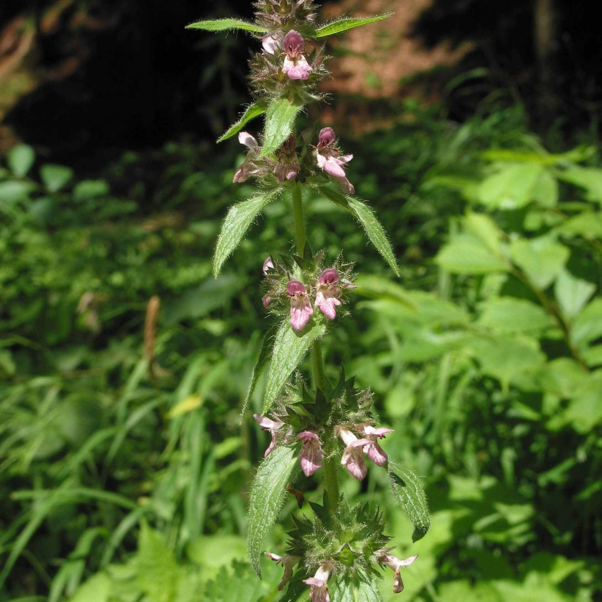 Alpen-Ziest (Stachys alpina)