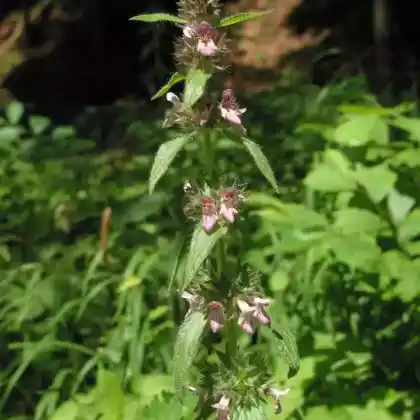 Foto von Alpen-Ziest (Stachys alpina)