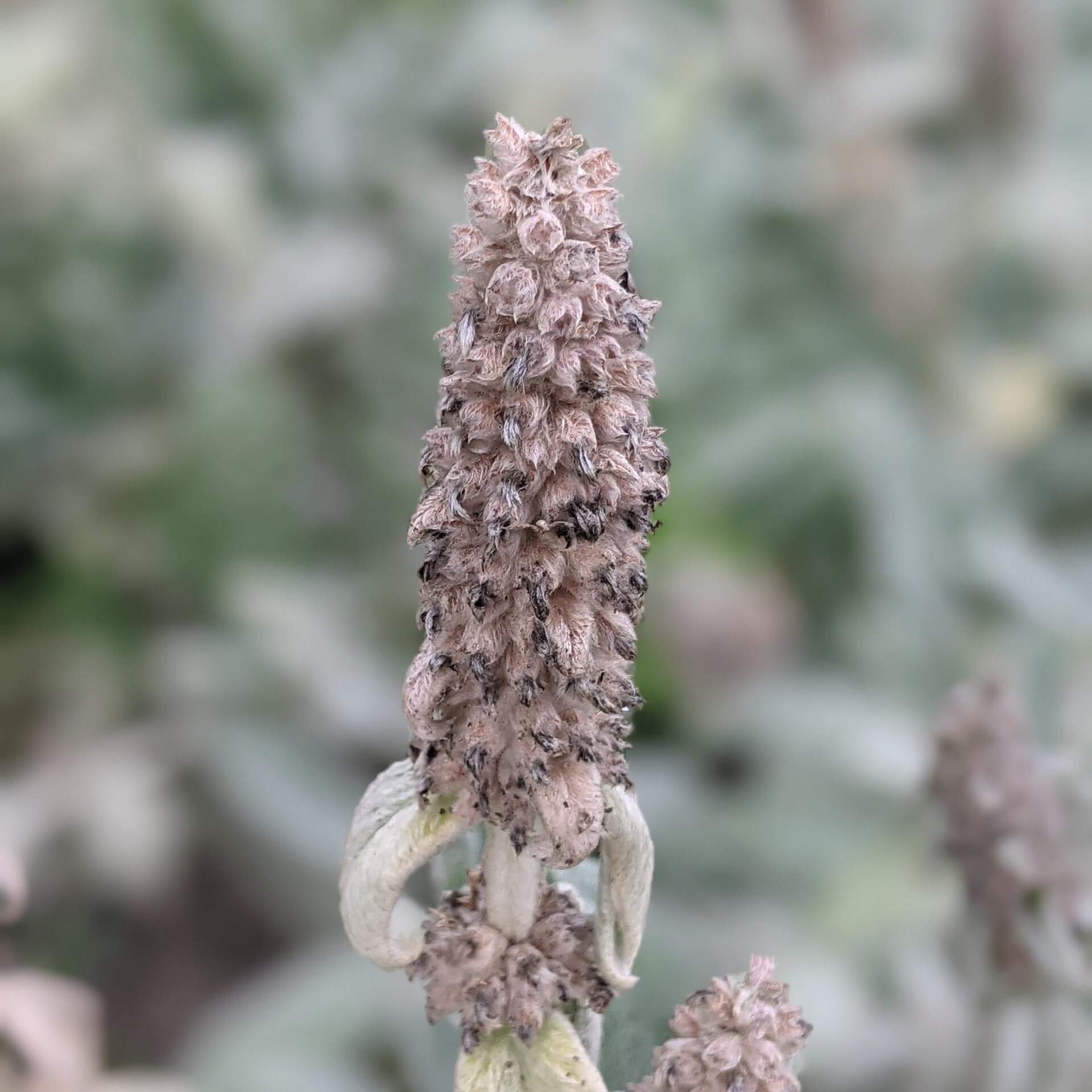 Woll-Ziest (Stachys byzantina)