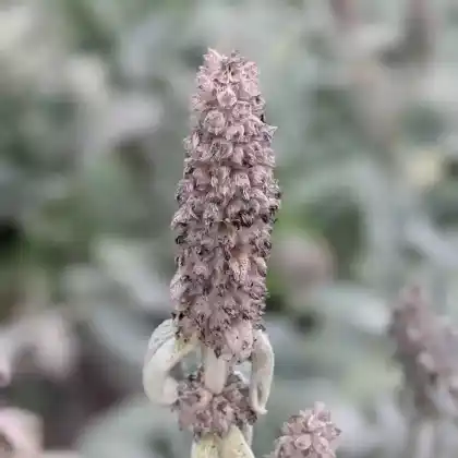 Foto von Woll-Ziest (Stachys byzantina)