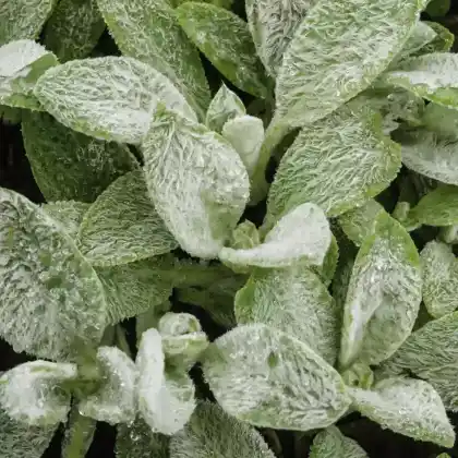 Foto von Woll-Ziest 'Cotton Boll' (Stachys byzantina 'Cotton Boll')