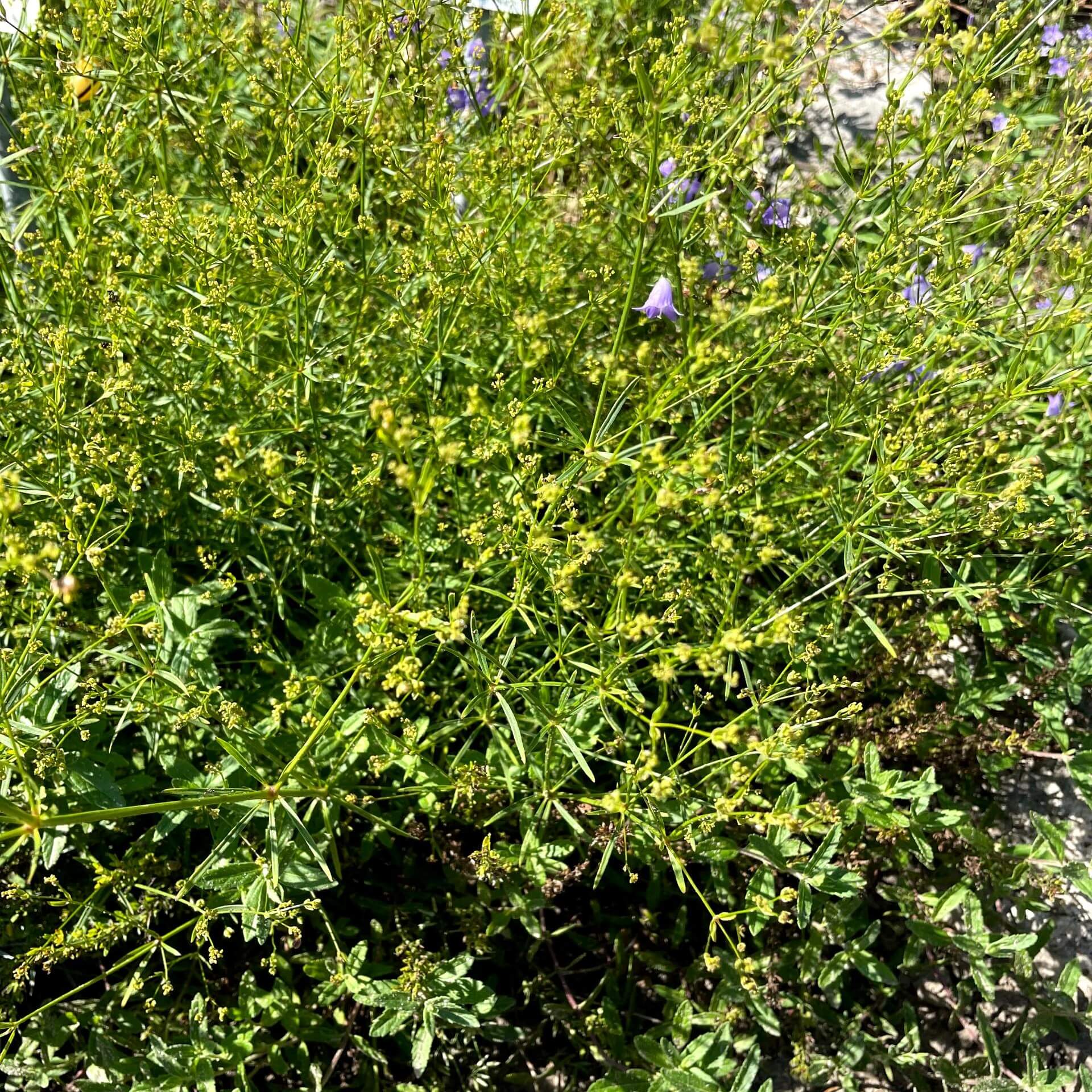 Färber-Meier (Asperula tinctoria)