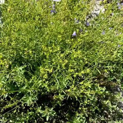 Foto von Färber-Meier (Asperula tinctoria)
