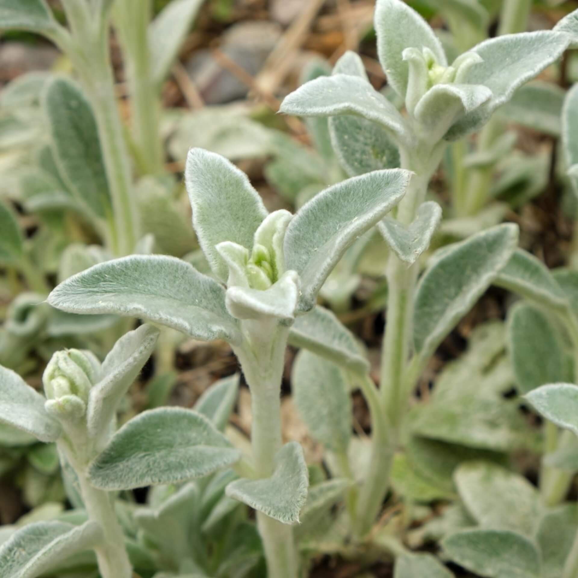 Woll-Ziest 'Silky Fleece' (Stachys byzantina 'Silky Fleece')