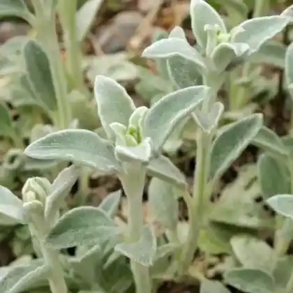 Foto von Woll-Ziest 'Silky Fleece' (Stachys byzantina 'Silky Fleece')