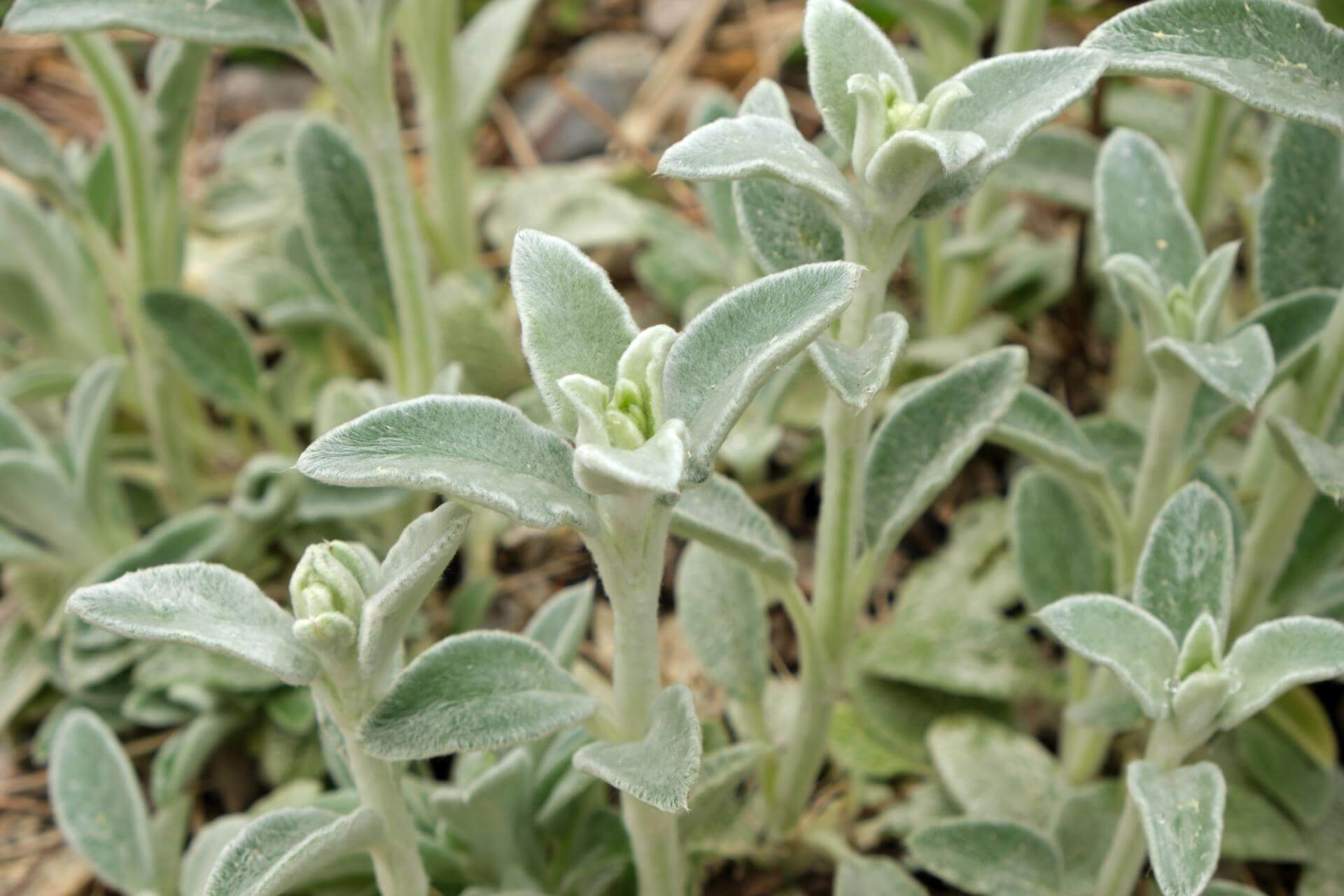 WollZiest 'Silky Fleece' / Stachys byzantina 'Silky Fleece'