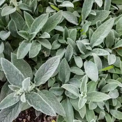 Foto von Woll-Ziest 'Silver Carpet' (Stachys byzantina 'Silver Carpet')