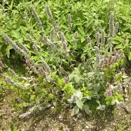 Foto von Deutscher Ziest (Stachys germanica)