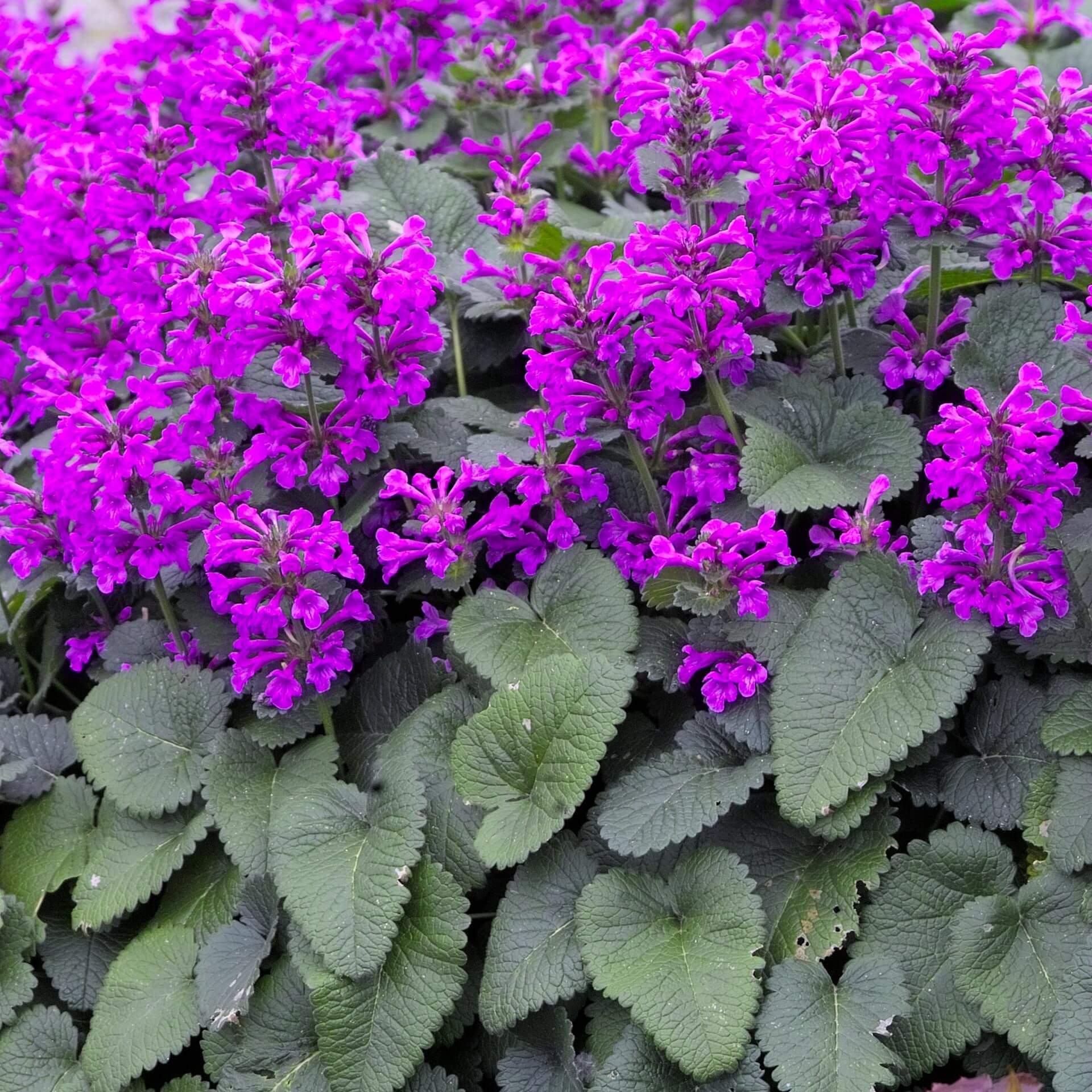 Deutscher Ziest 'Superba' (Stachys grandiflora 'Superba')